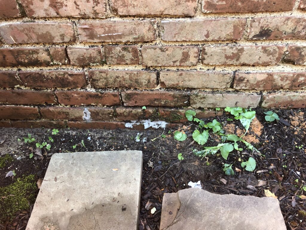Damp brick wall
