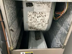 Mold found in HVAC during a home inspection in Marshall, VA.