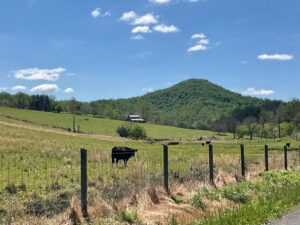 Pastoral view in Amissville, where Dogwood inspects rural properties.