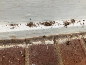 Evidence of wood-destroying insect activity, like termites or carpenter ants, identified along an exterior window in Culpeper, VA.
