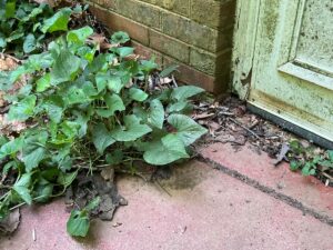High soil and heavy vegetation growth against a home foundation, a common cause of exterior moisture damage in Culpeper, VA.