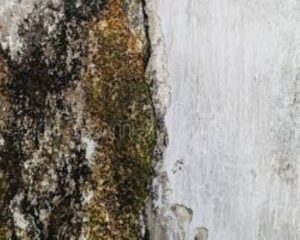 Musty wall found on a home inspection in Culpeper, VA.